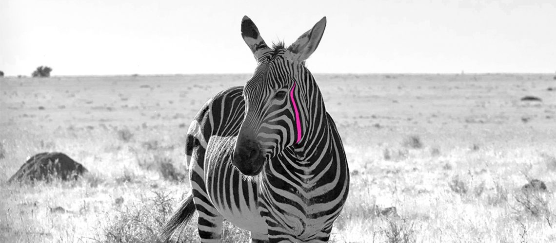 Finale-Zebra-Blog_1_Featured_1500x728-1